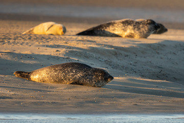 Phoque veau-marin en baie d'Authie à Berck-sur-mer