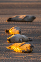 Phoque gris en baie d'Authie à Berck-sur-mer