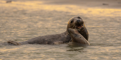 Phoque gris en baie d'Authie à Berck-sur-mer