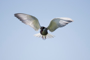 Ein fliegende Küstenseeschwalbe frontal vor blauem Himmel