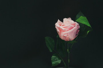 One beautiful blossoming pink rose on a black background