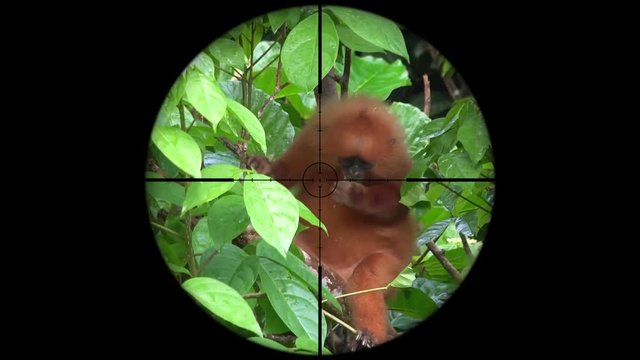 Red Leaf Monkey (Presbytis rubicunda) Seen in Gun Rifle Scope. Wildlife Hunting. Poaching Endangered, Vulnerable, and Threatened Animals