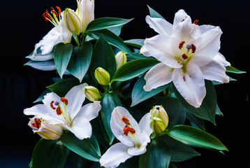 Bouquet of white lilies. Beautiful white lilies.
