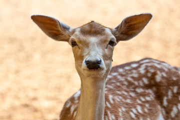 Europäische Damhirsch (Dama dama dama) © Jearu
