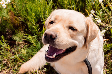 Cute dog of Labrador breed lying in sunlight and smiling 