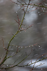 Drops of water on the tips of the branches of the bush on the background of the spring rain