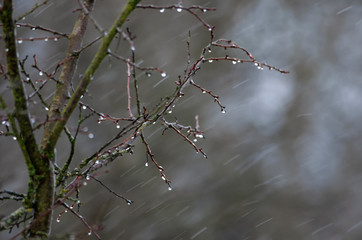 Shiny droplets of water on the tips of the branches of the bush during the spring rain