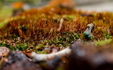 brown grass on the moss close up