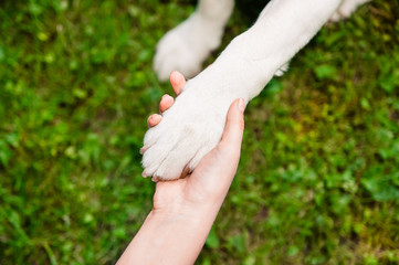 a paw of a dog in a hand on grass background