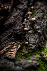 mushrooms on a tree bark with little stairs