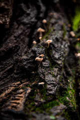 rough texture of tree trunk with small mushrooms on it
