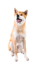 Cute Akita Inu dog on white background