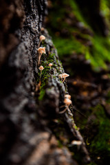 little mushrooms on a sharp edge of a tree bark