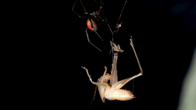 Venomous red back spider with juvenile suspended above cricket prey. Macro locked off