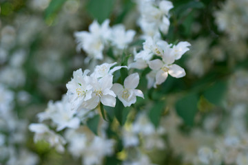 Blooming jasmine tree in spring in the garden