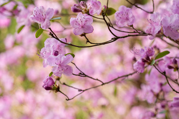 Pink azalea blooms in spring