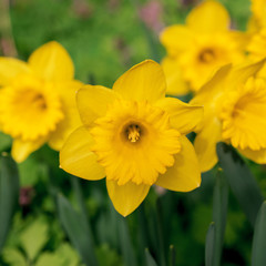 Yellow daffodils bloom in spring in the garden