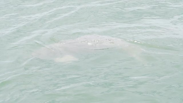 Two river dolphins interacting and playing (Inia) (Brazil)