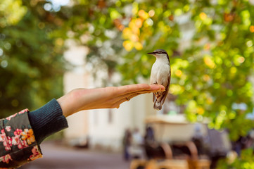 little bird sitting on a hand