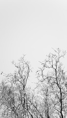 branches of trees on grey sky background