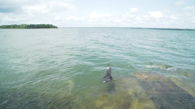 Wide shot of river dolphin (Inia) in amazonian river