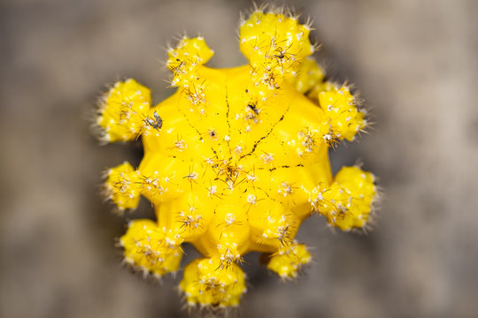 Draufsicht Makro von Kaktus Gymnocalycium mihanovichii mit Bl&uuml;te in gelb