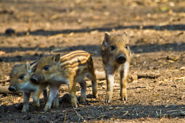 Wildschwein (Sus scrofa)