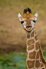 Uganda-Giraffe oder Rothschild-Giraffe (Giraffa camelopardalis rothschildi)