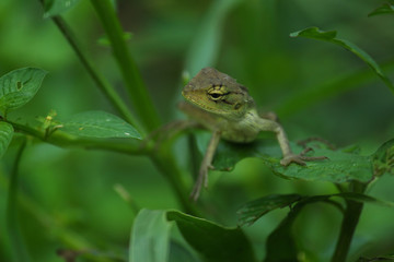 A green-yellow lizard looking