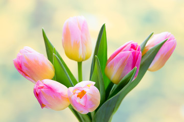 Naklejka premium Spring flowers. Living coral tulip bouquet on the bokeh background.