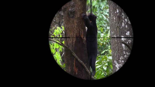 Sun Bear (Helarctos malayanus) Seen in Gun Rifle Scope. Wildlife Hunting. Poaching Endangered, Vulnerable, and Threatened Animals