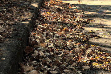 Autumn orange and yellow color leaves on pedestrian passage cement roads during season change. Soft focus