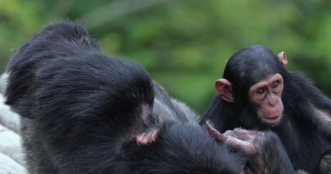 chimpanzee with his child , South Africa