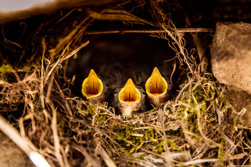 three little beaks screaming in the nest