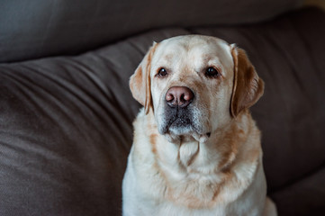 Portrait of a labrador dog on grey background