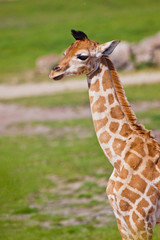 Obraz premium Uganda-Giraffe oder Rothschild-Giraffe (Giraffa camelopardalis rothschildi)