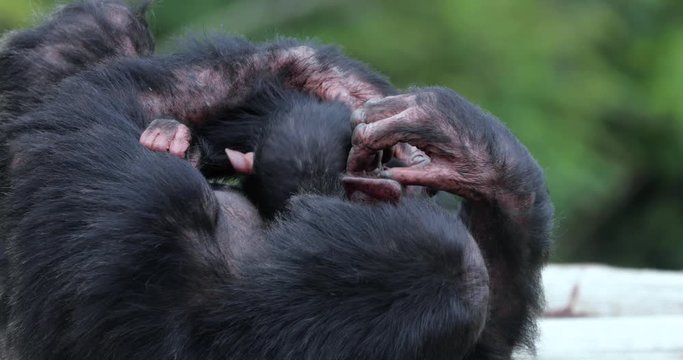 chimpanzee with his child , South Africa
