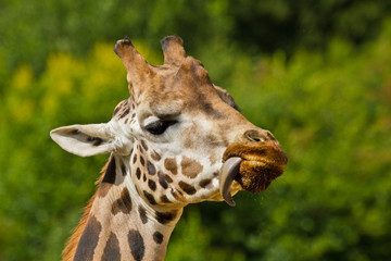 Obraz premium Uganda-Giraffe oder Rothschild-Giraffe (Giraffa camelopardalis rothschildi)