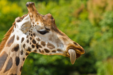 Naklejka na ściany i meble Uganda-Giraffe oder Rothschild-Giraffe (Giraffa camelopardalis rothschildi)