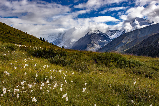 mountain landscape with flowers © Юлия Струкова