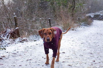 Golden dog in the snow