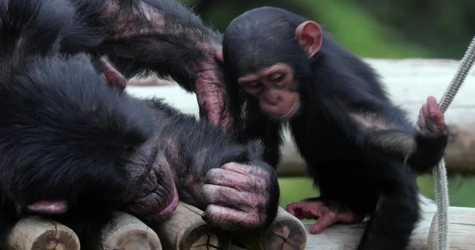 chimpanzee with his child , South Africa