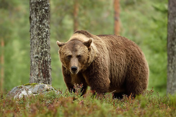 Male brown bear staring in forest. Brown bear looking at you in forest.