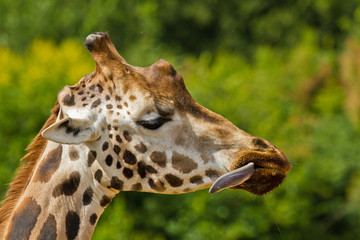 Uganda-Giraffe oder Rothschild-Giraffe (Giraffa camelopardalis rothschildi)