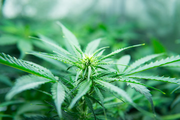 Green background of leaves. Young cannabis plant. Legal Marijuana cultivation in the home....
