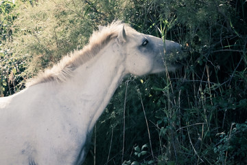 cheval blanc en Camargue