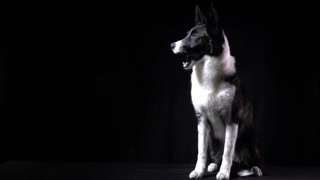 Border collie is sitting in the studio and licking, black background