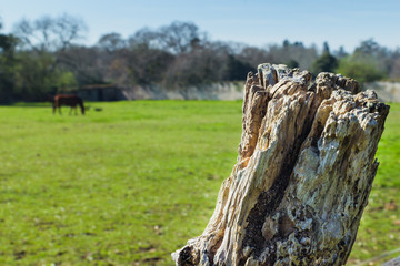 Green acreage. Fence wood stick and a meadow with a horse.