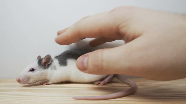 White laboratory rat on scientic background