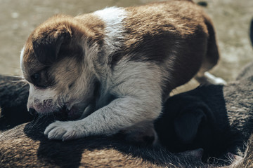Old dog feeds three so puppies Black and white, White-red, Gray.